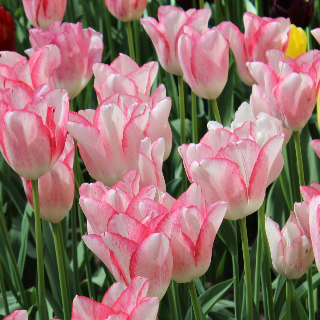 Triumph-Tulpe Beauty Trend