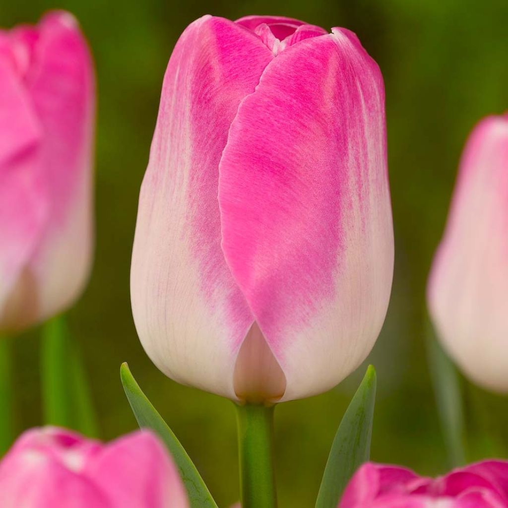 Triumph-Tulpe Innuendo