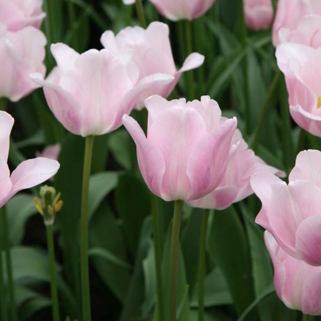 Triumph-Tulpe Bright Pink Lady