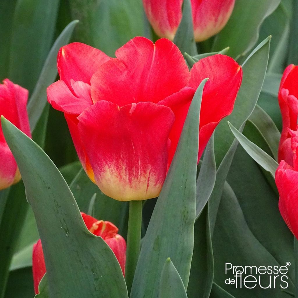 Triumph-Tulpe Match