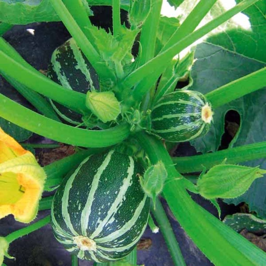 Garten-Kürbis Picolo F1