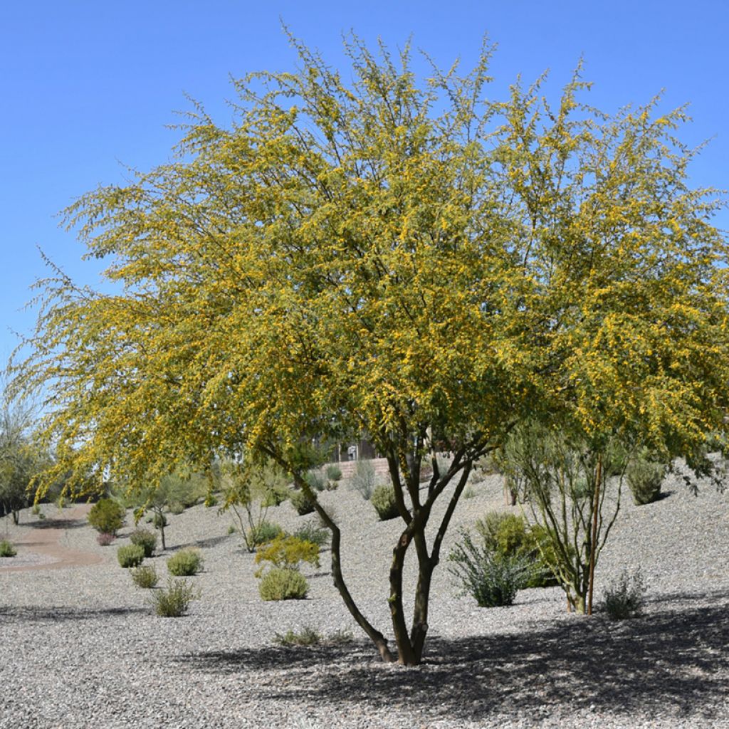 Süße Akazie - Vachellia farnesiana
