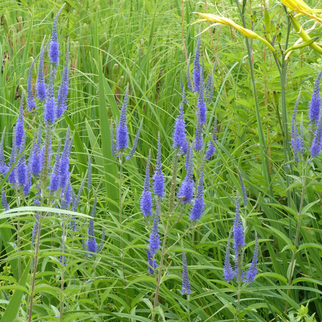 Langblättriger Ehrenpreis (Samen) - Veronica longifolia