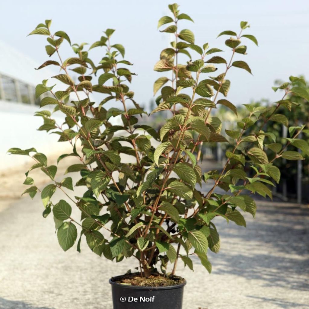 Japanischer Schneeball Opening Day - Viburnum plicatum