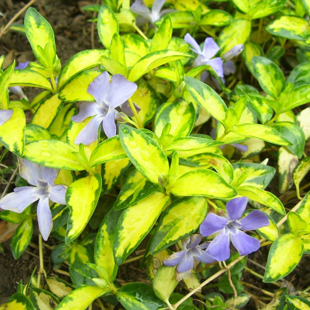 Kleines Immergrün Illumination - Vinca minor