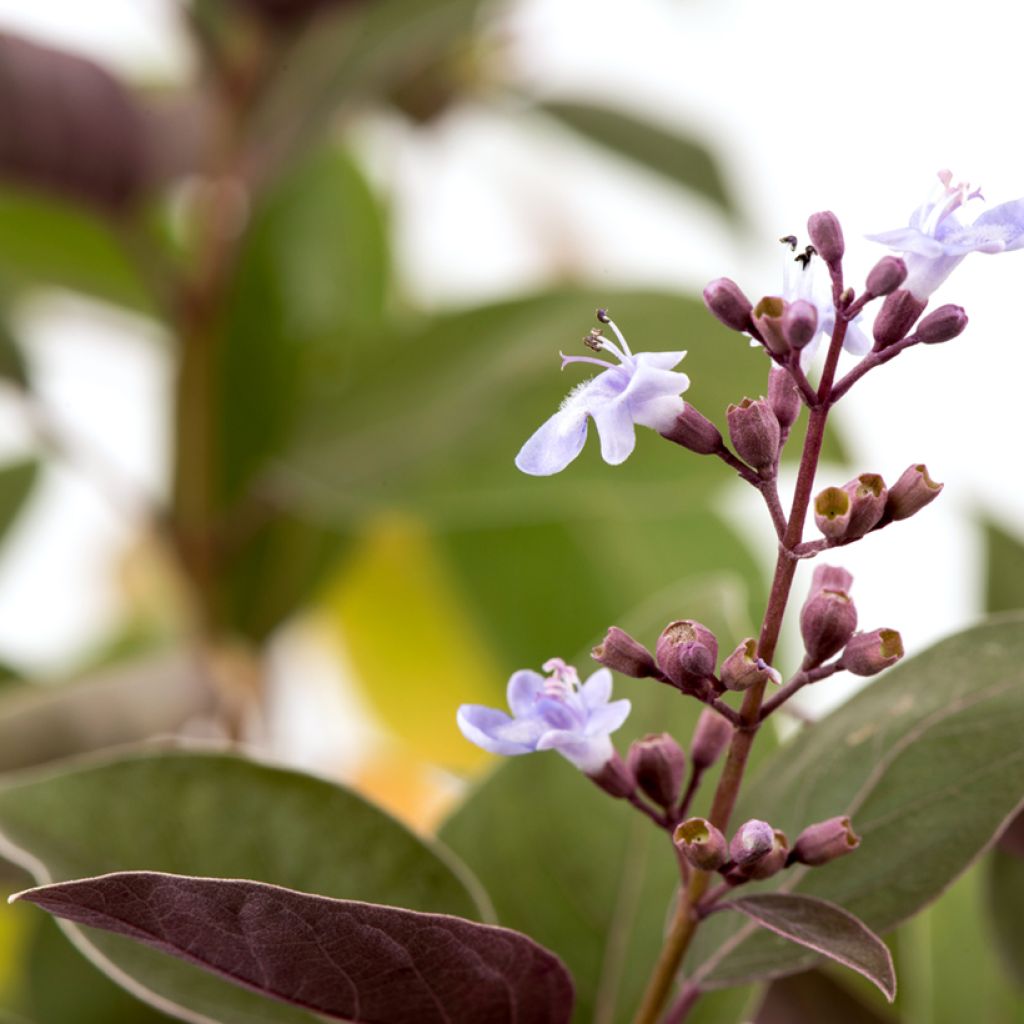 Vitex trifolia Purpurea