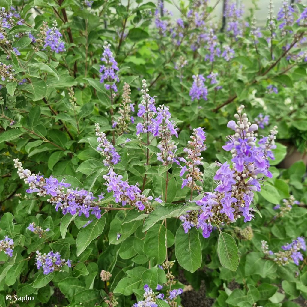 Vitex agnus-castus Chicagoland Blues - Keuschbaum