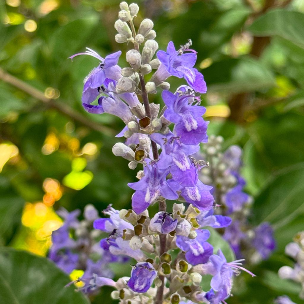 Vitex agnus-castus Chicagoland Blues - Keuschbaum