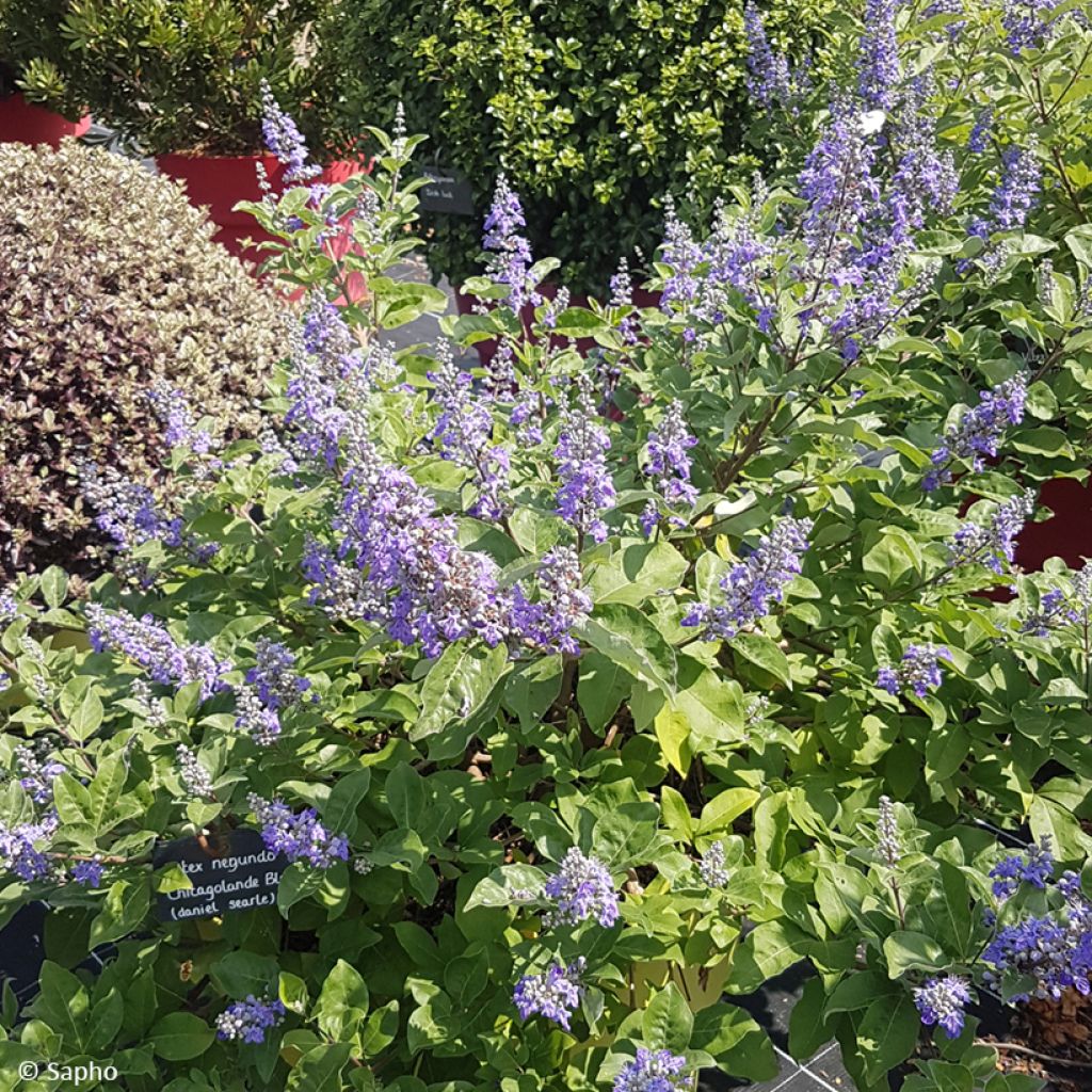 Vitex agnus-castus Chicagoland Blues - Keuschbaum