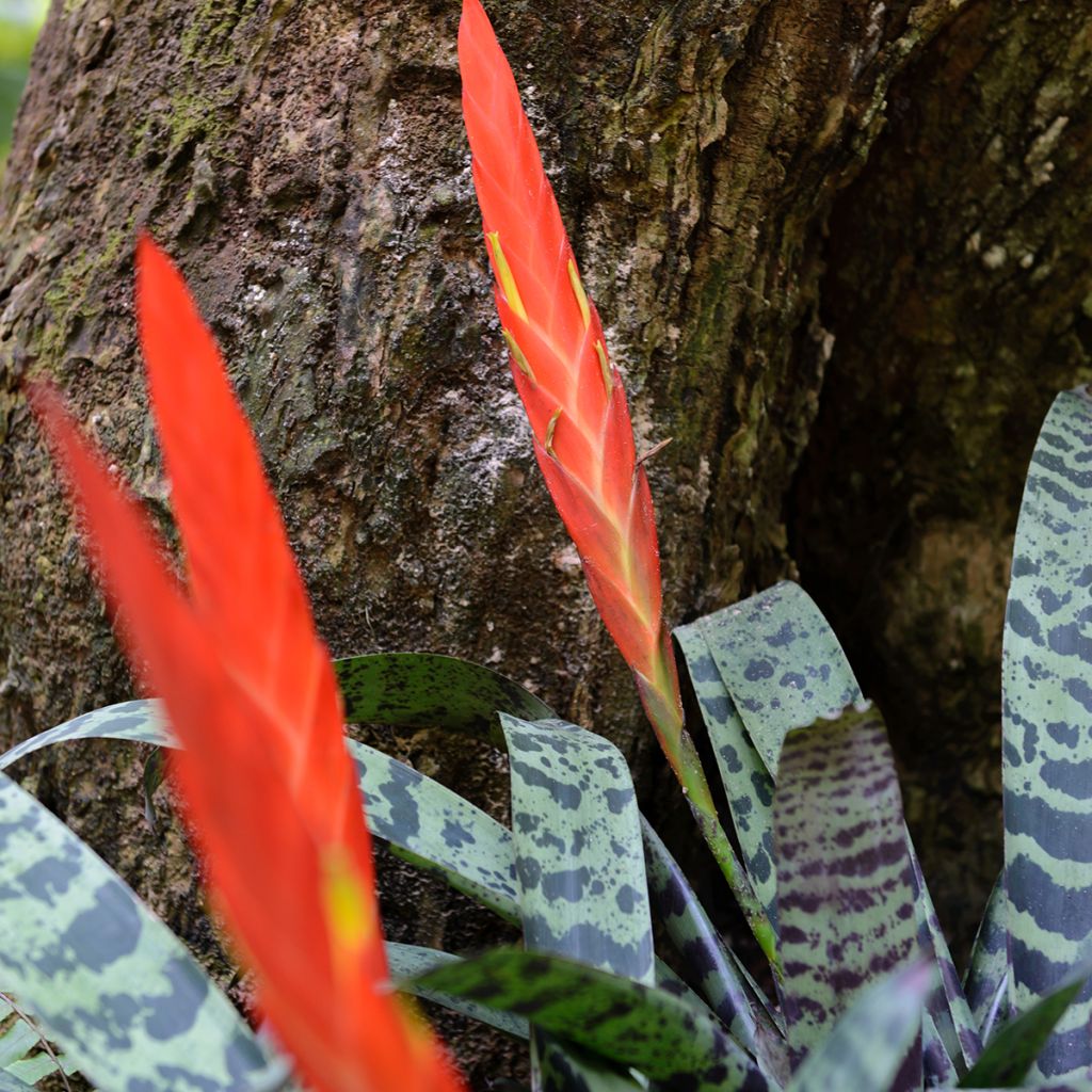 Vriesea Splendide- Bromelie
