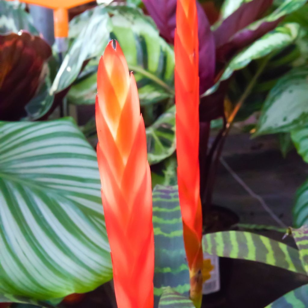 Vriesea Favoriet - Flammendes schwert