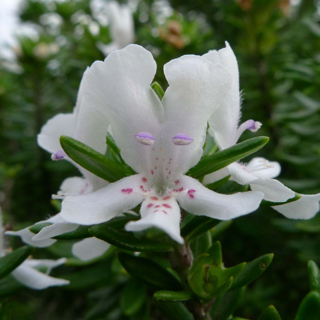 Westringia fruticosa White - Australischer Rosmarin