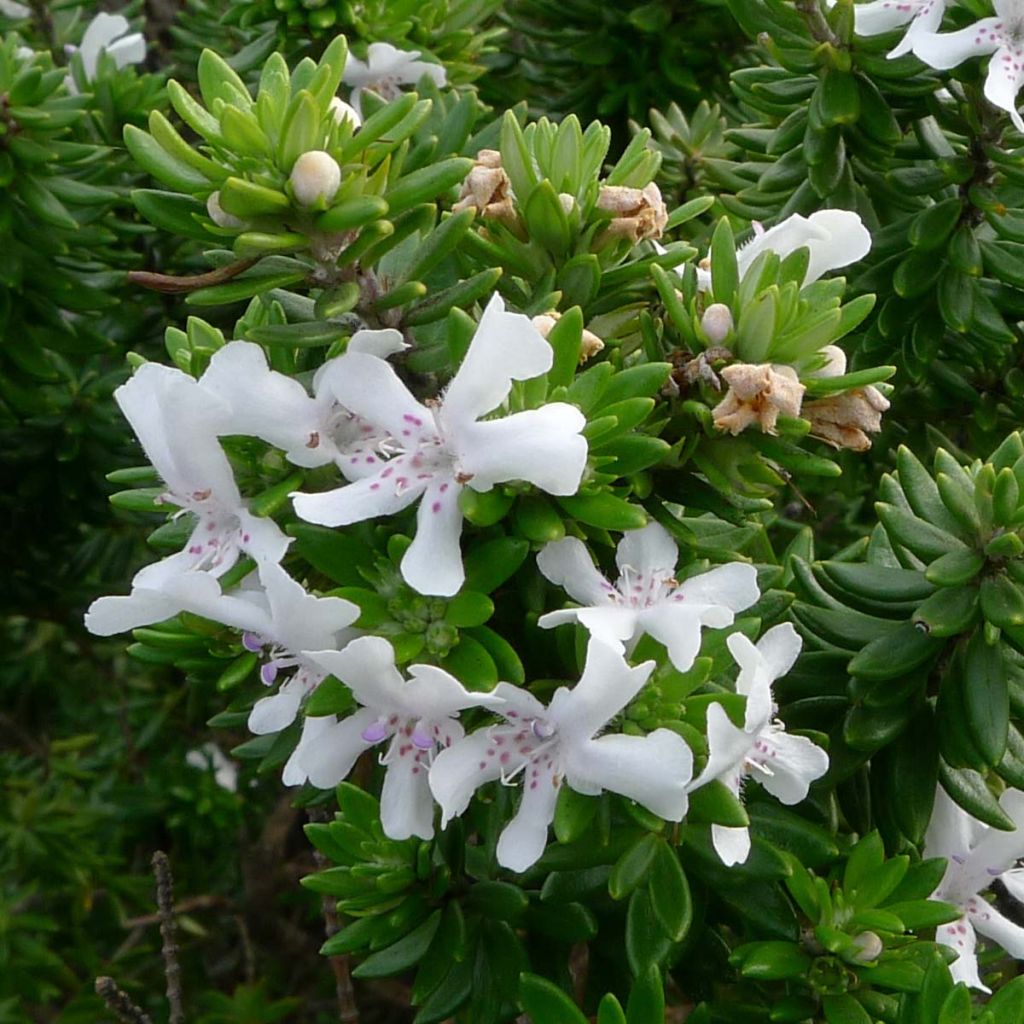 Westringia fruticosa White - Australischer Rosmarin