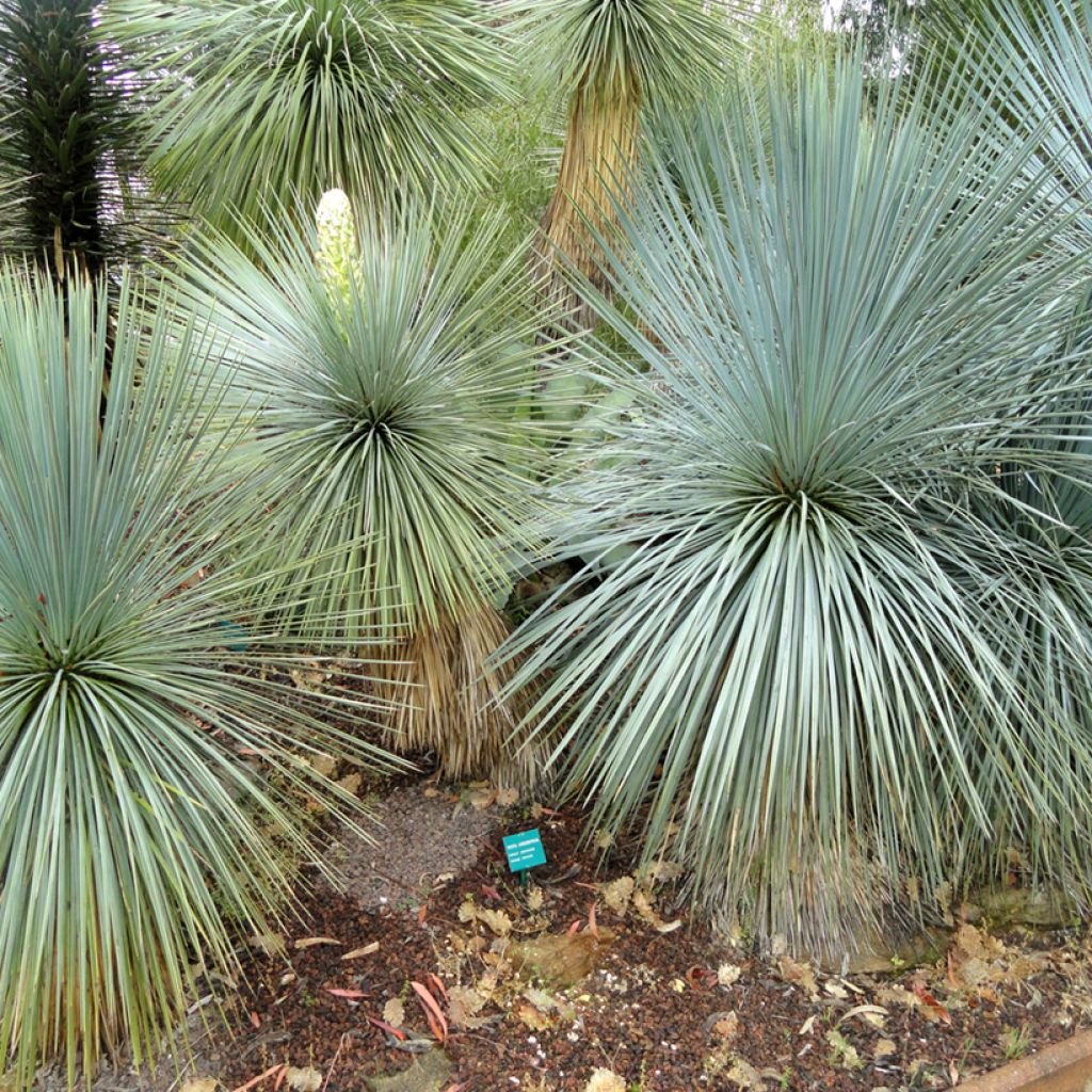 Yucca linearifolia - Schmalblättrige Yucca