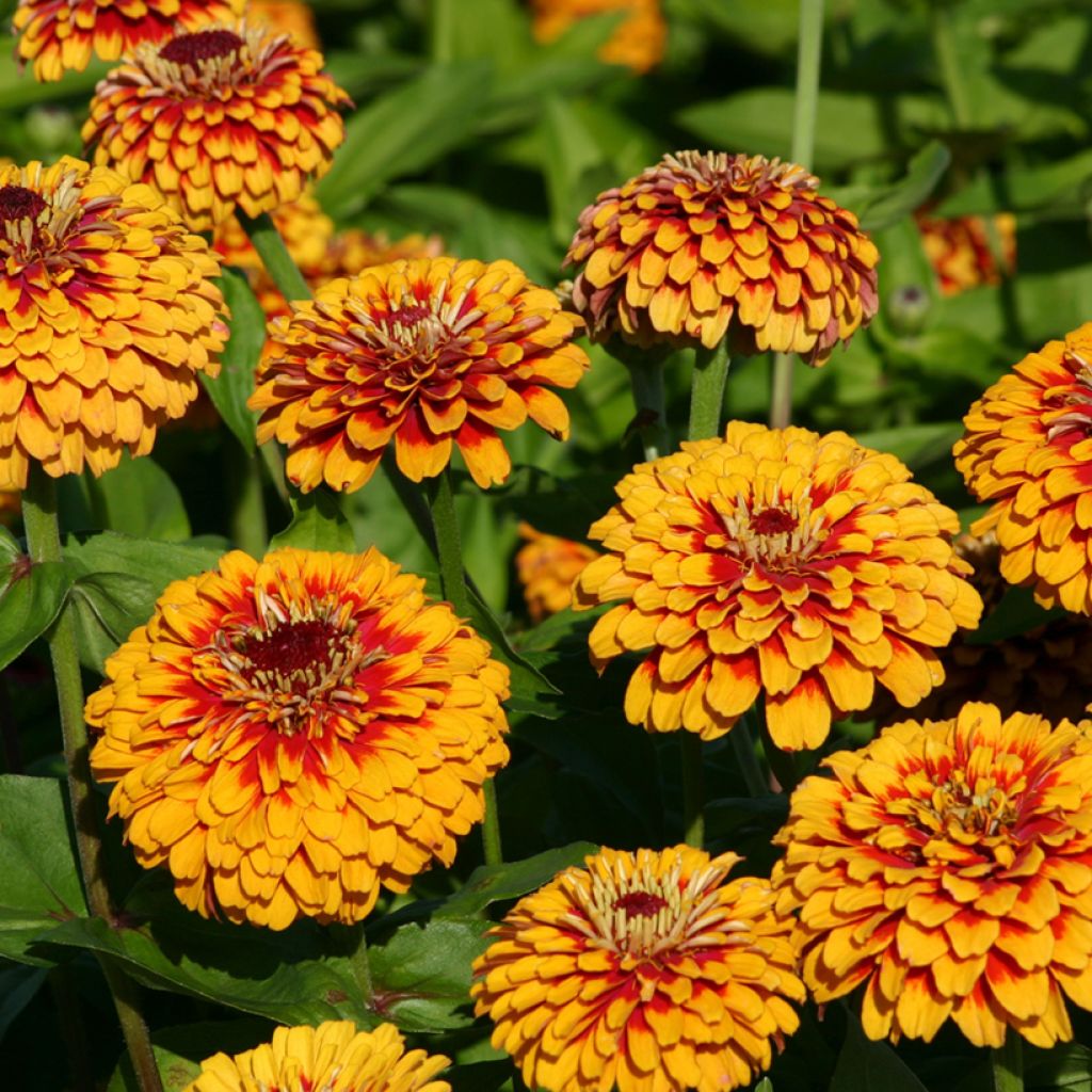 Garten-Zinnie Macarenia (Samen)