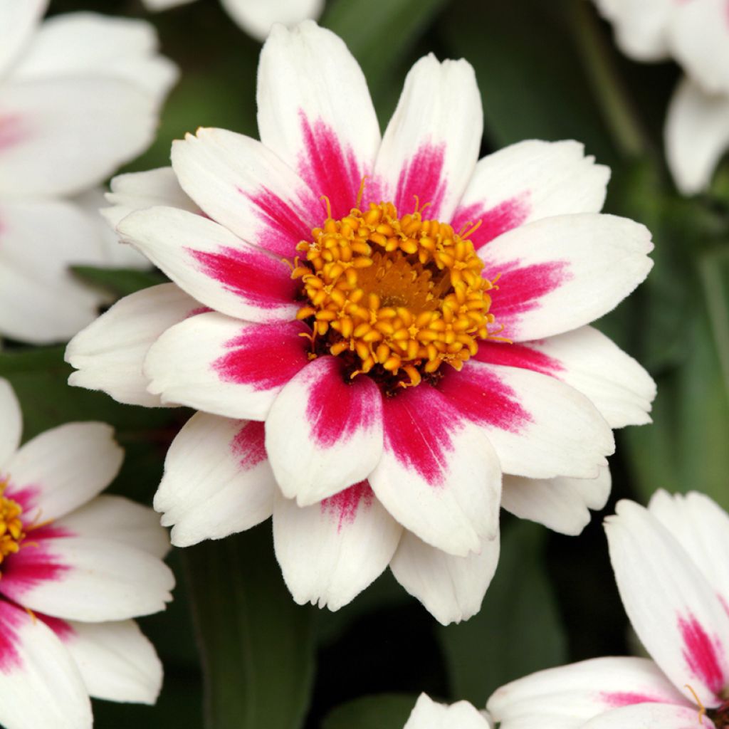 Garten-Zinnie Zahara Starlight Rose (Samen)