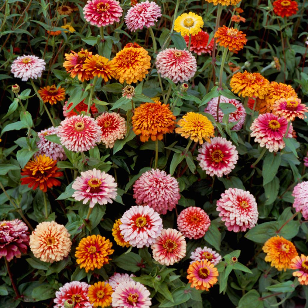Garten-Zinnie Whirlygig Mixed (Samen)