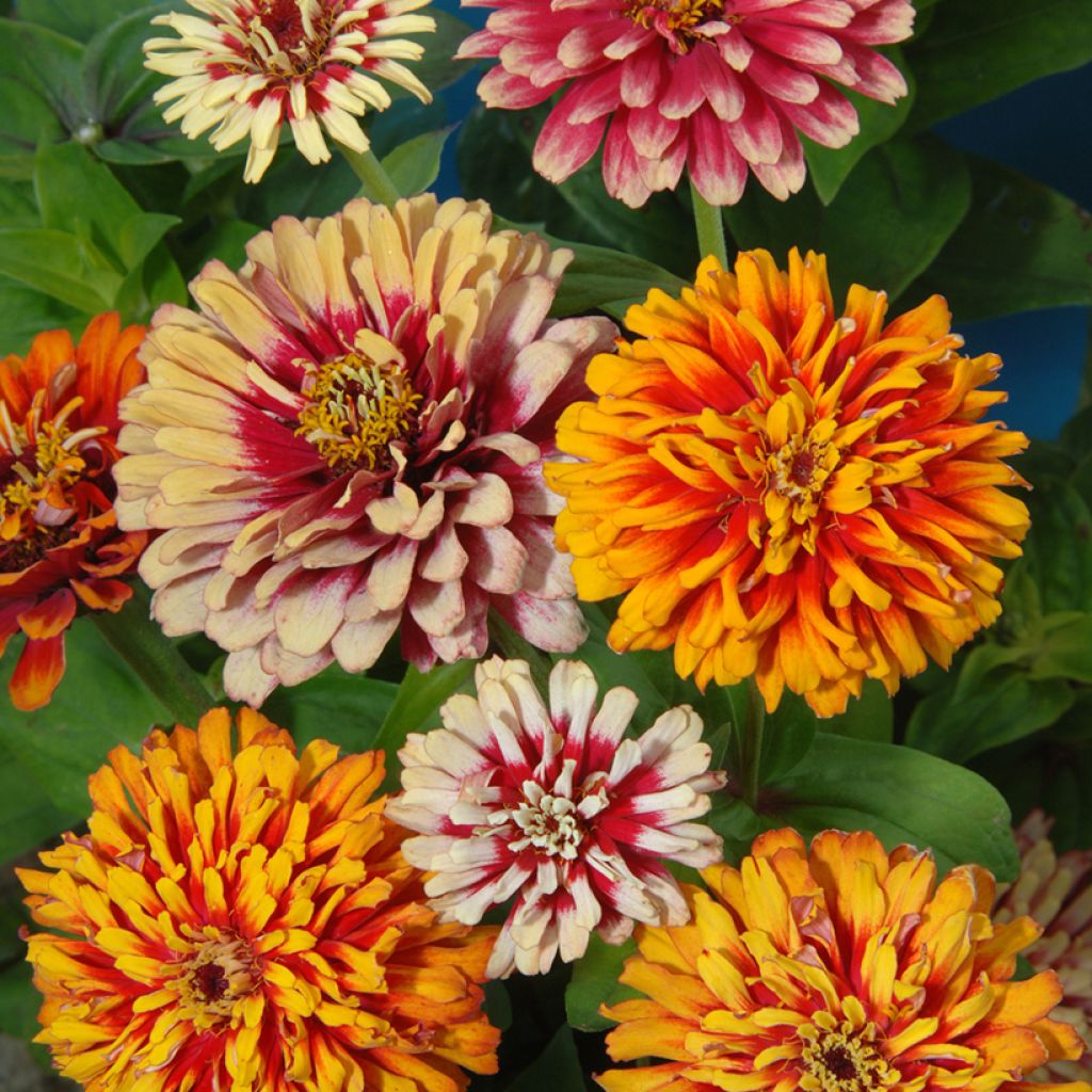 Garten-Zinnie Whirlygig Mixed (Samen)
