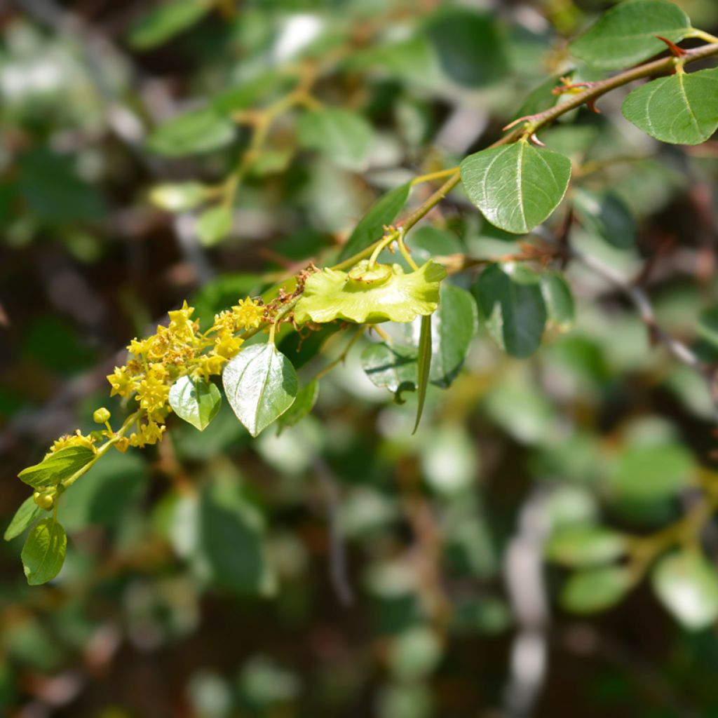 Ziziphus spina-christi - Sidarbaum