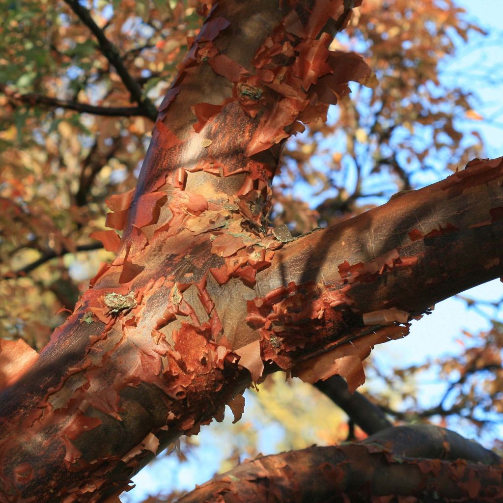 Zimt-Ahorn - Acer griseum