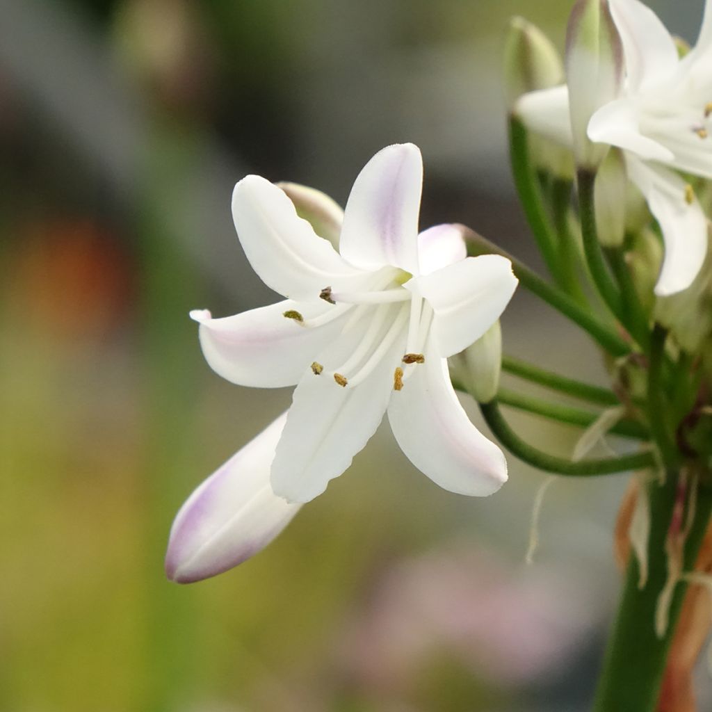 Agapanthus Glacier Stream - Schmucklilie