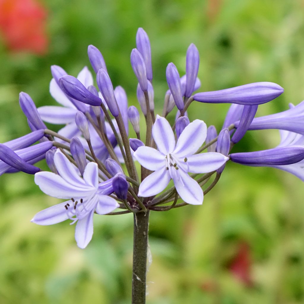 Agapanthus Hybride Headbourne Blue - Schmucklilie