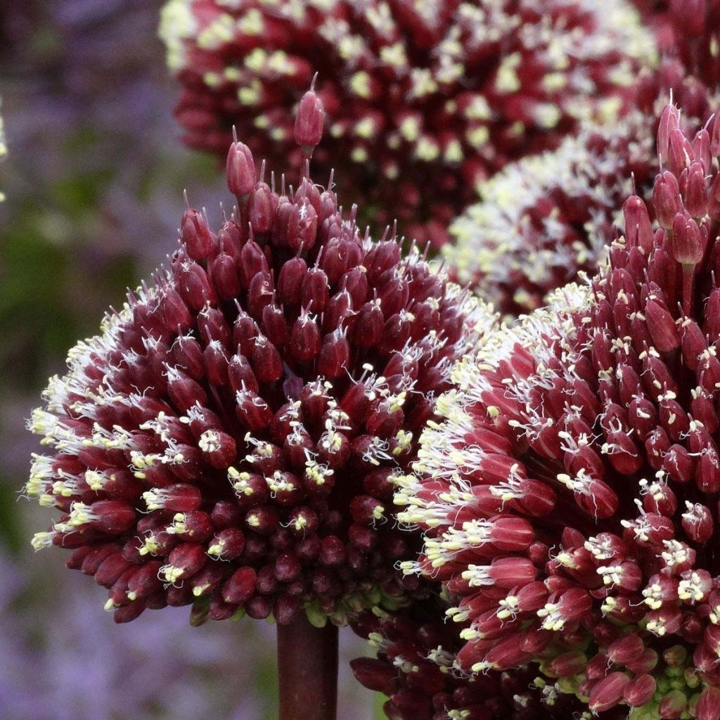 Allium amethystinum Red Mohican - Zierlauch