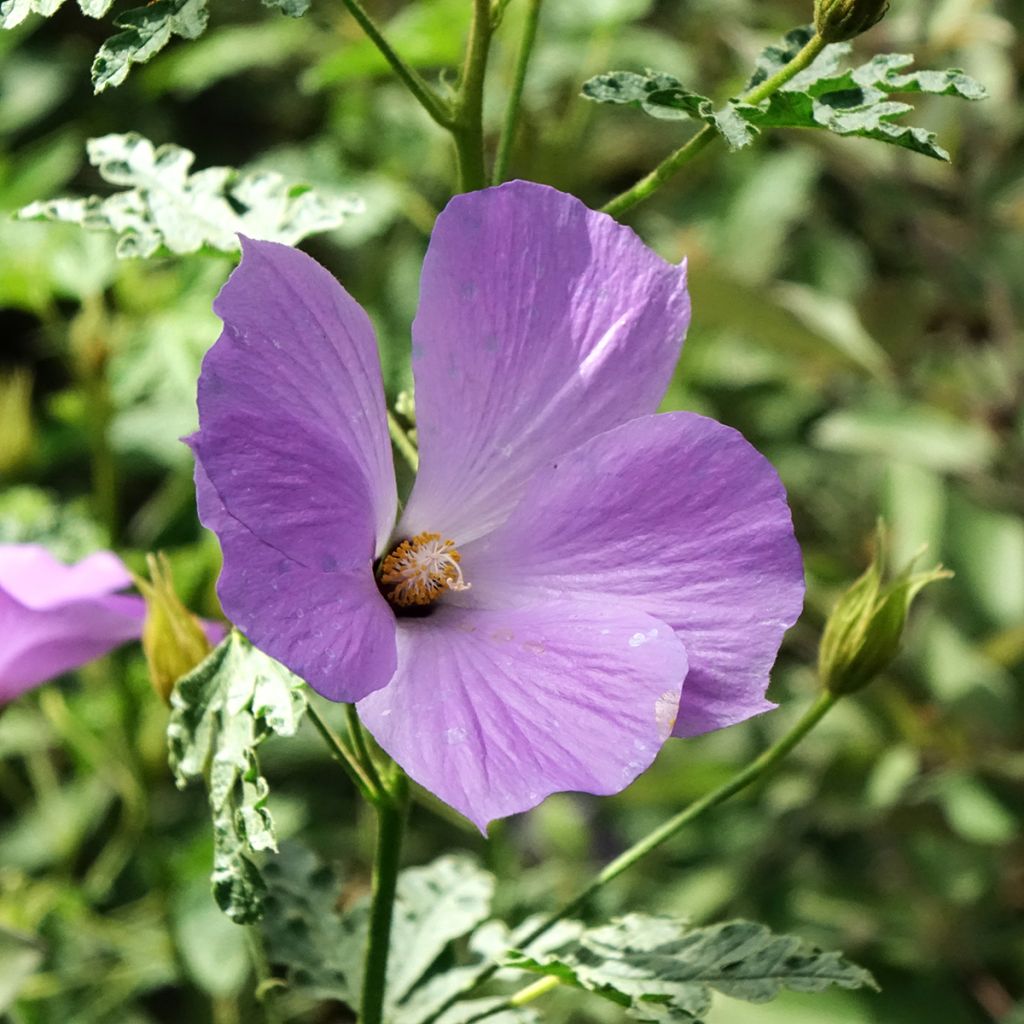Alyogyne huegelii Santa Cruz - Blauer Hibiskus