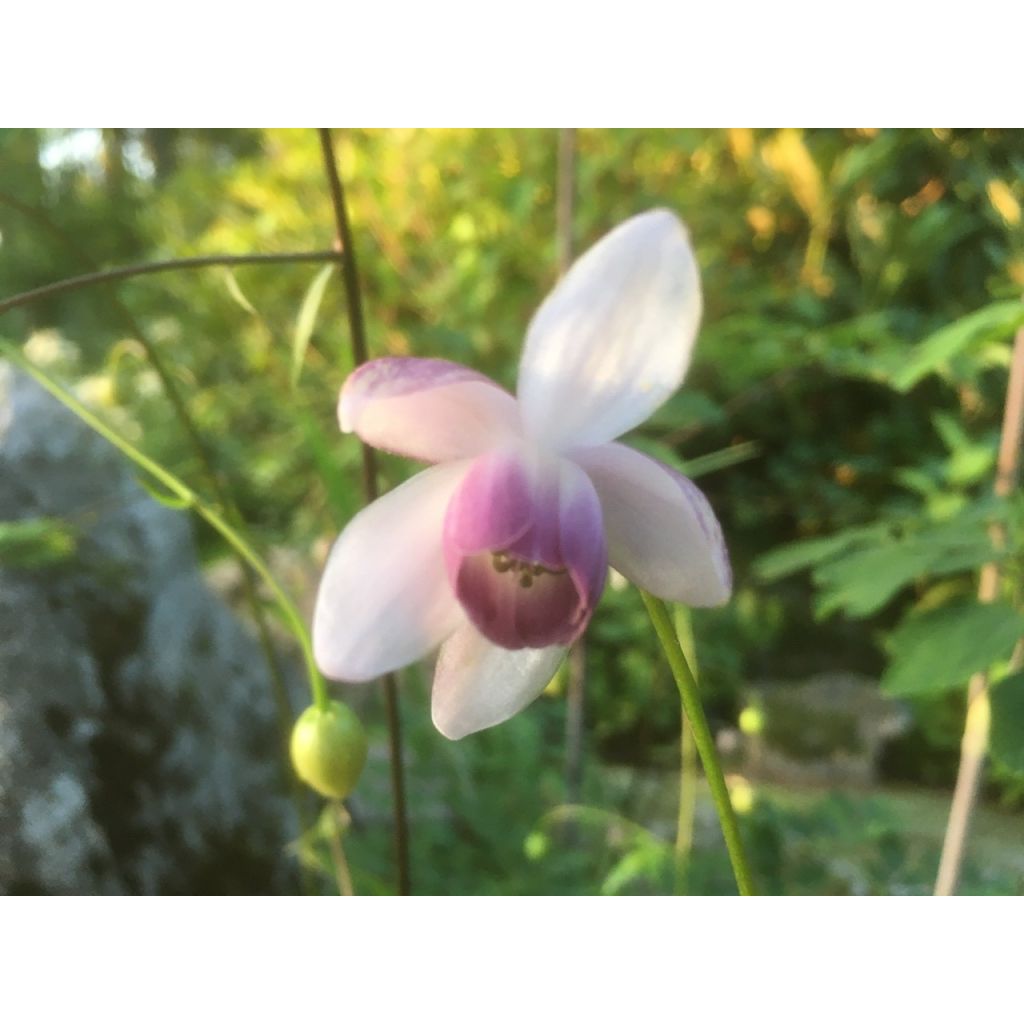 Anemonopsis macrophylla - Scheinanemone