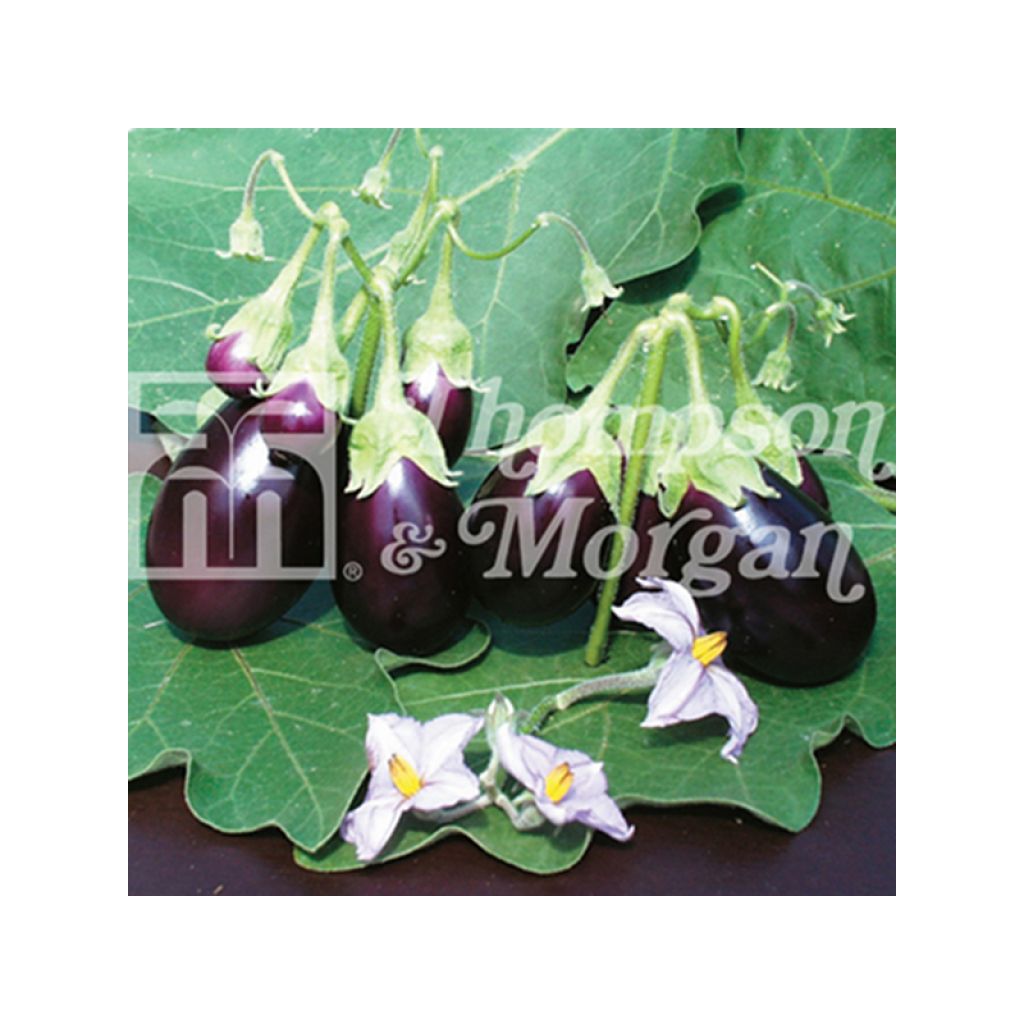 Aubergine Ophelia F1