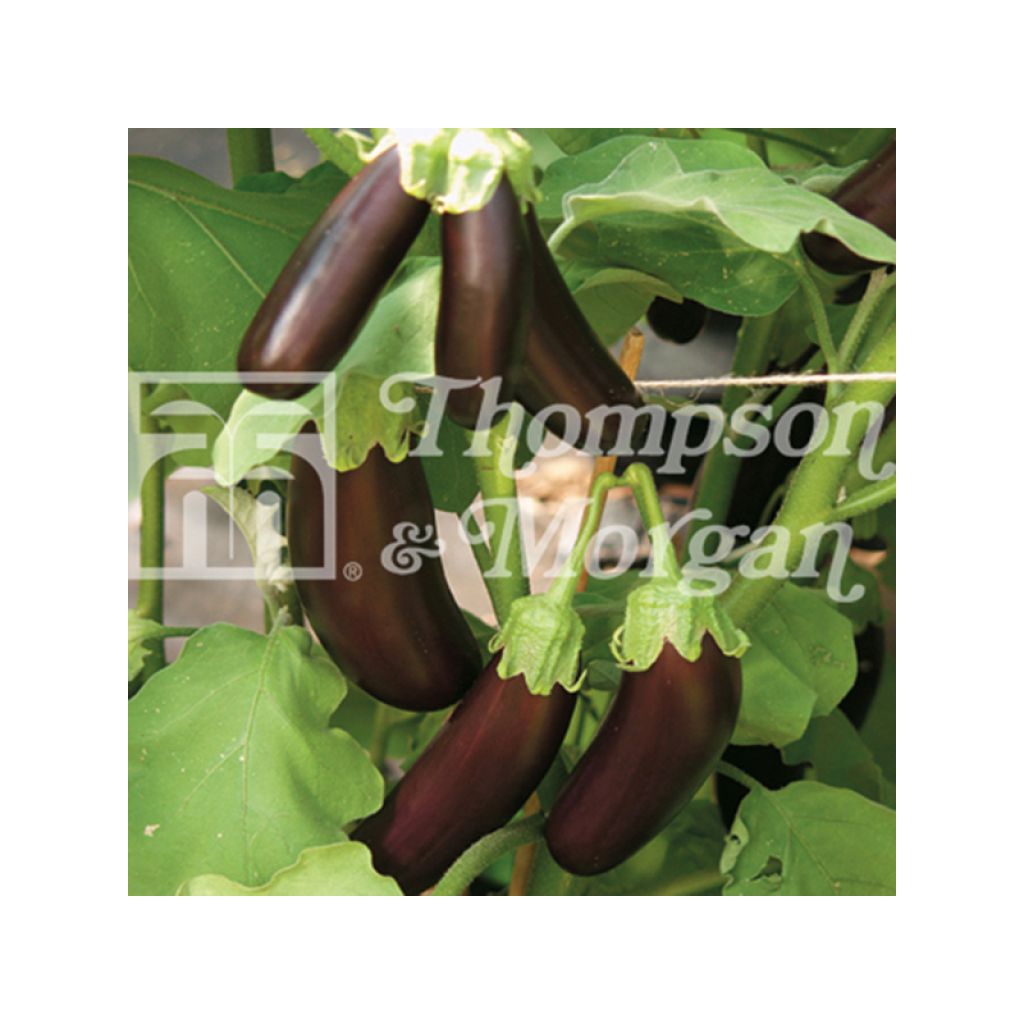 Aubergine Orlando