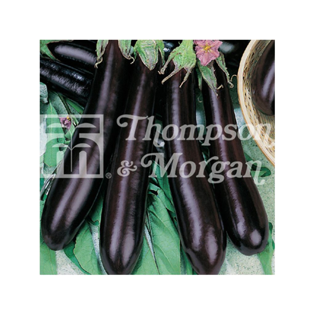 Aubergine Viserba 3