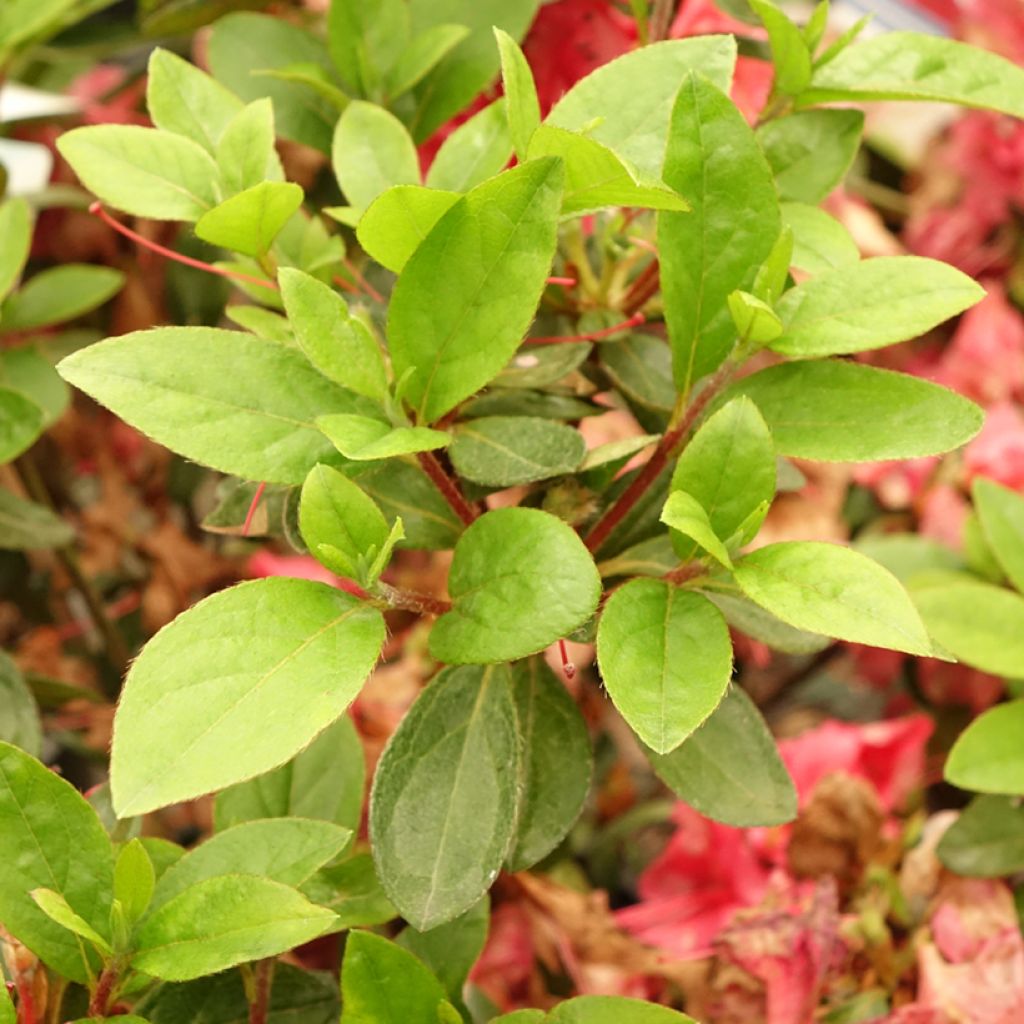 Japanische Azalee Vuyk's Scarlet - Azalea