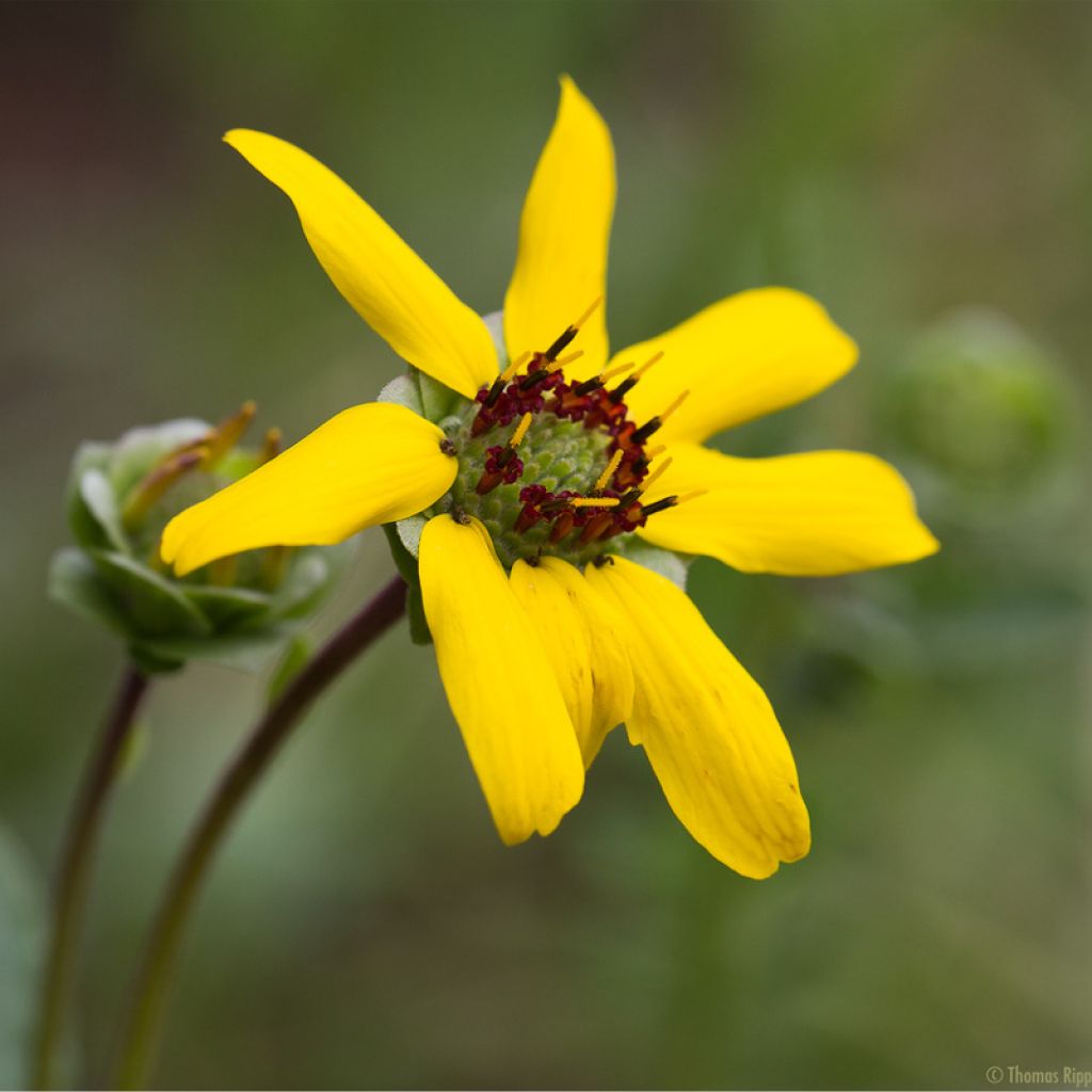 Berliandiera lyrata - Schokoladenblume