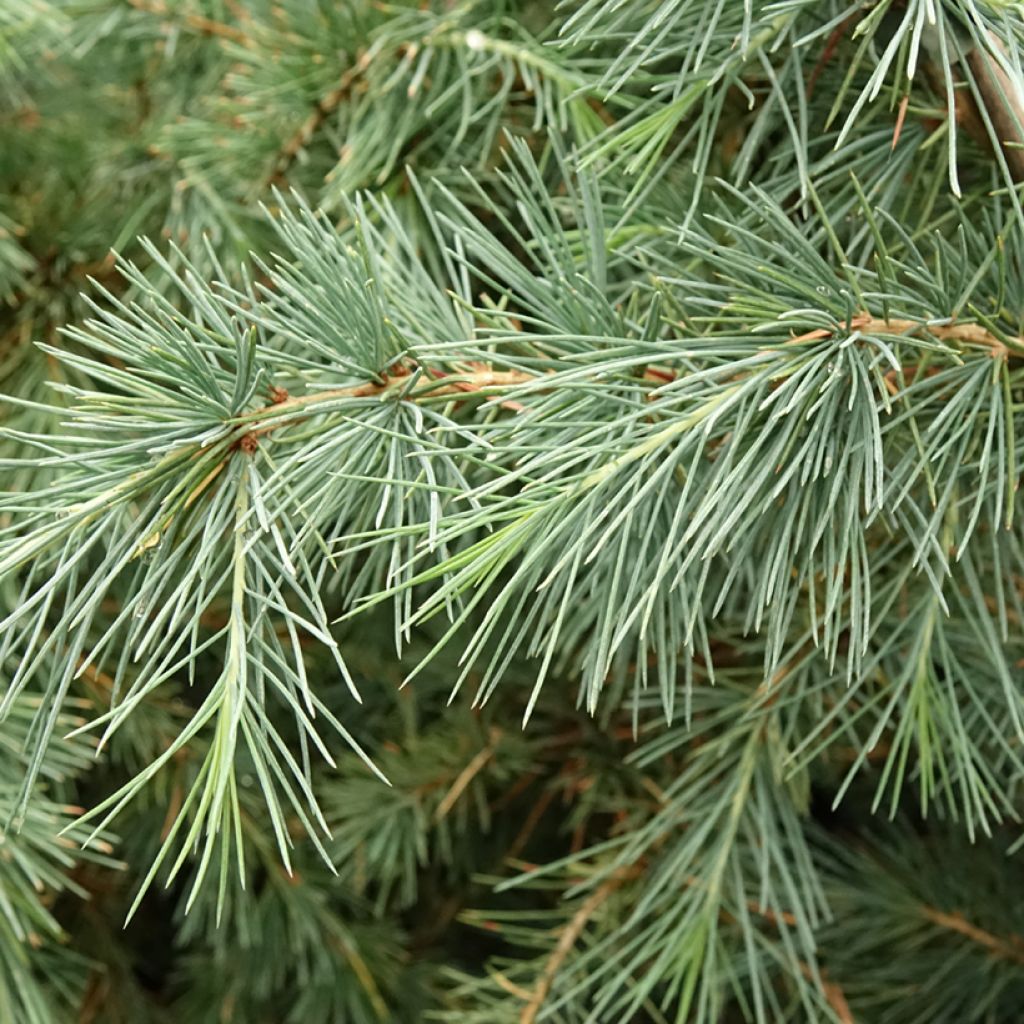 Cedrus deodara Pendula - Himalaya-Zeder