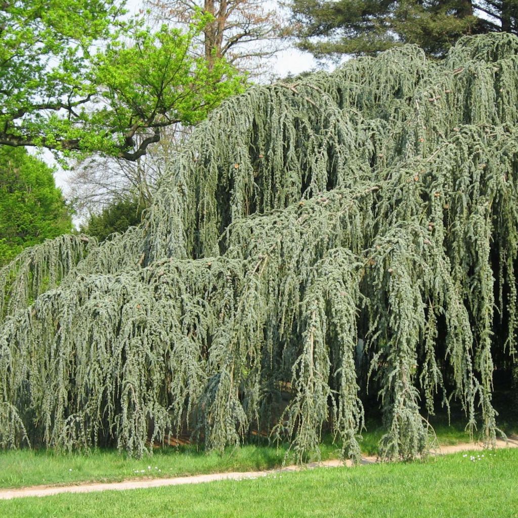 Cedrus libani subsp. atlantica Glauca Pendula - Atlas-Zeder