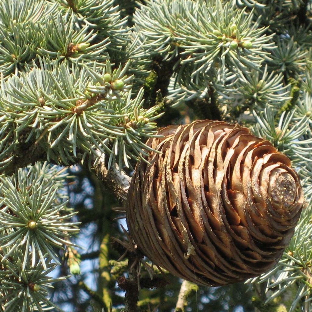 Cedrus libani subsp. atlantica Glauca Pendula - Atlas-Zeder
