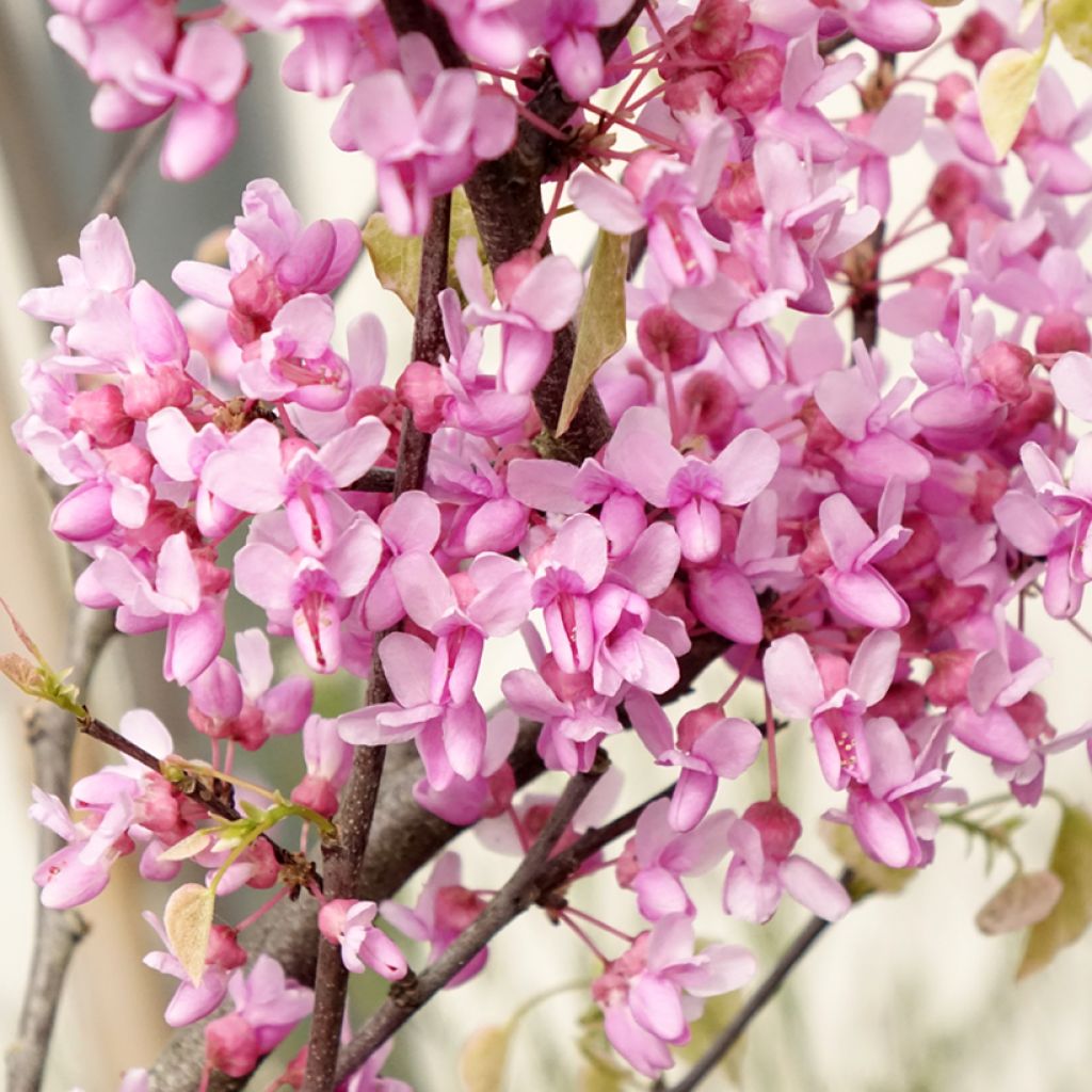 Kanadischer Judasbaum Alley Cat - Cercis canadensis