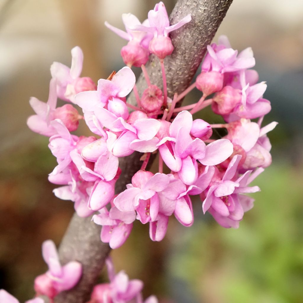 Kanadischer Judasbaum Alley Cat - Cercis canadensis