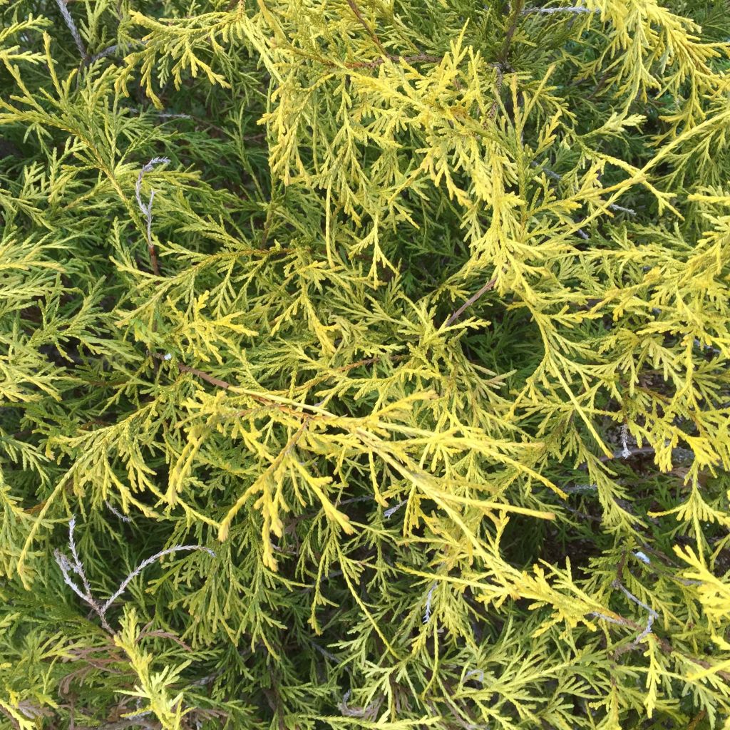 Chamaecyparis pisifera Filifera Aurea