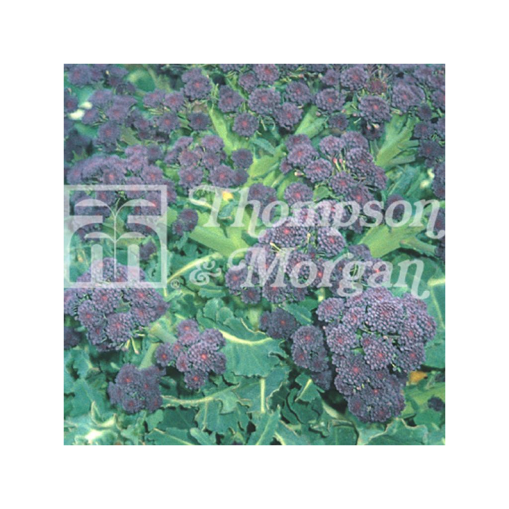 Brokkoli Summer Purple