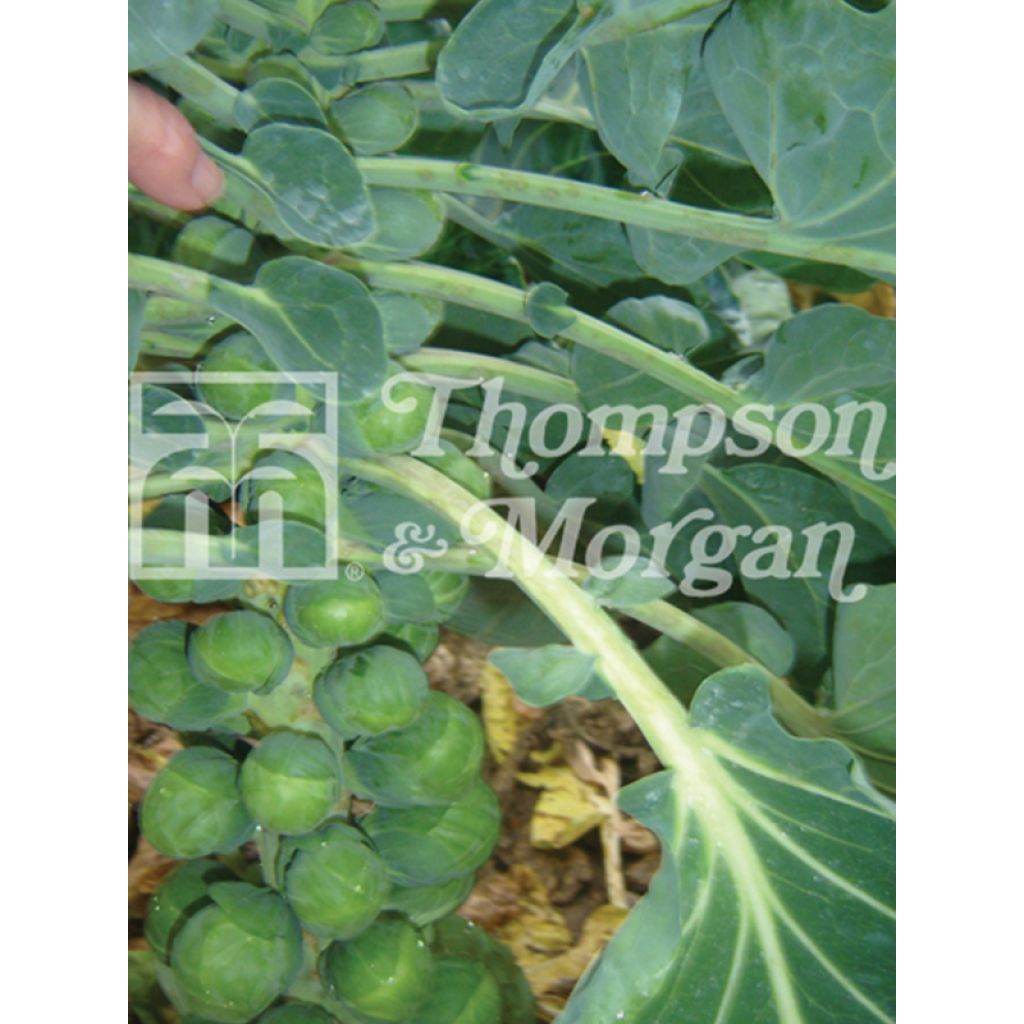 Rosenkohl Bright F1
