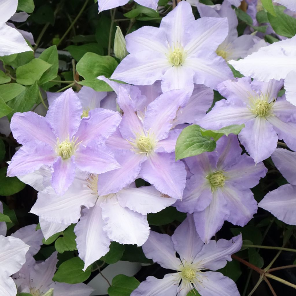 Waldrebe Spotlight - Clematis