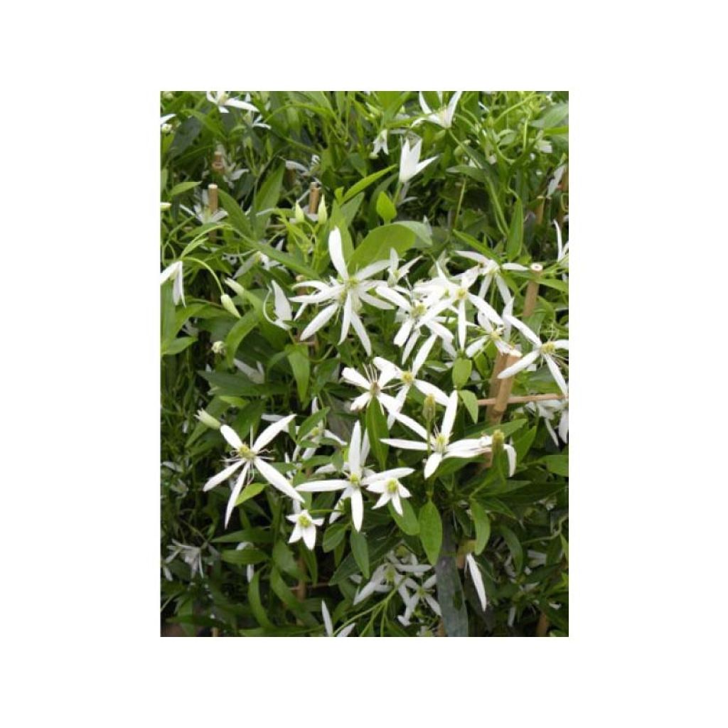 Waldrebe Southern Cross - Clematis