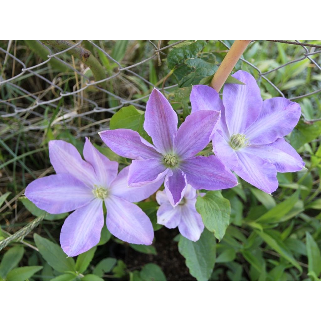 Waldrebe SUCCESS Lavender - Clematis