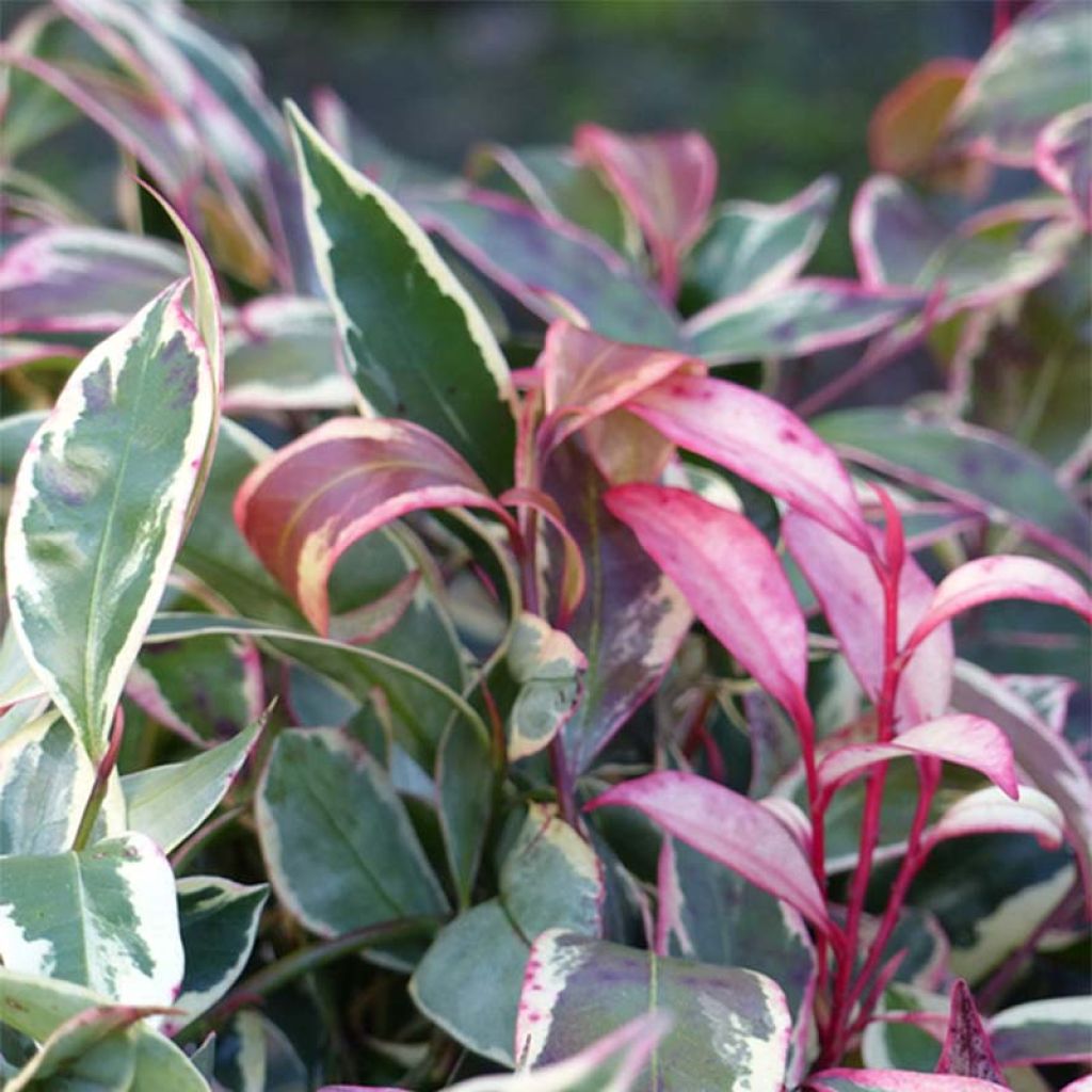 Cleyera japonica Variegata - Sperrstrauch