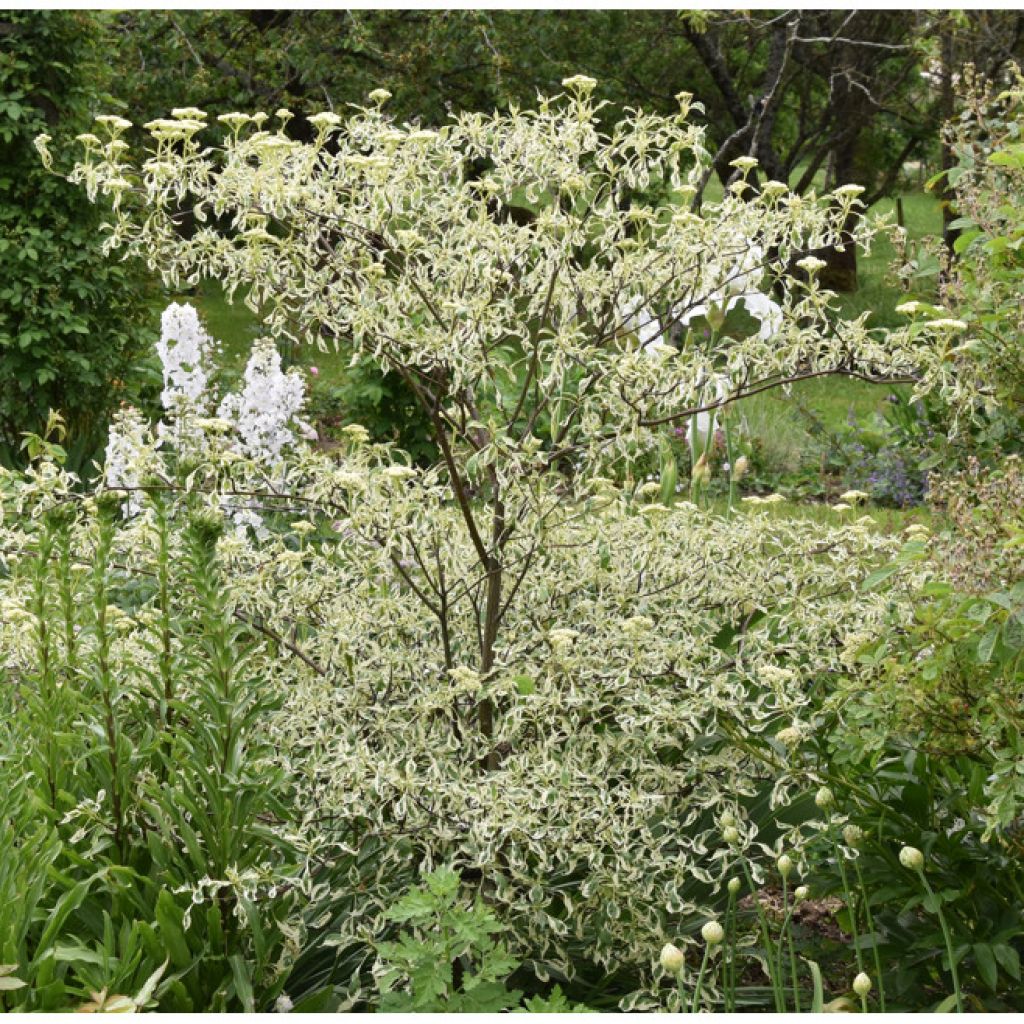 Cornus alternifolia Argentea - Wechselblättriger Hartriegel