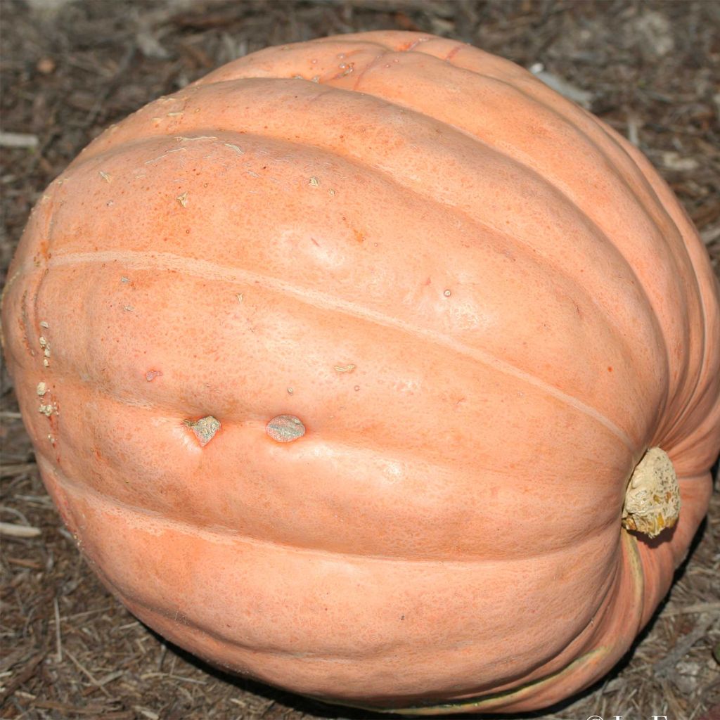 Riesen-Kürbis Gargantua Atlantic Giant Bio