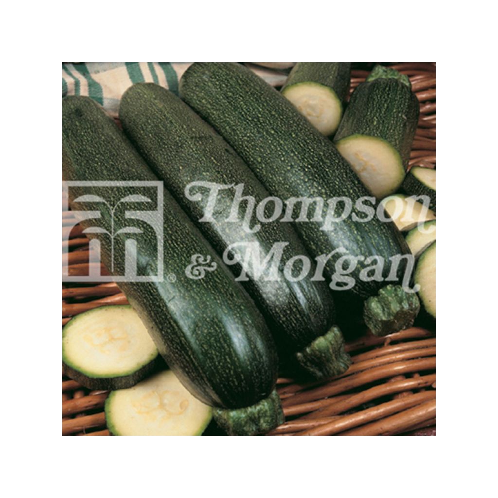 Garten-Kürbis Midnight F1