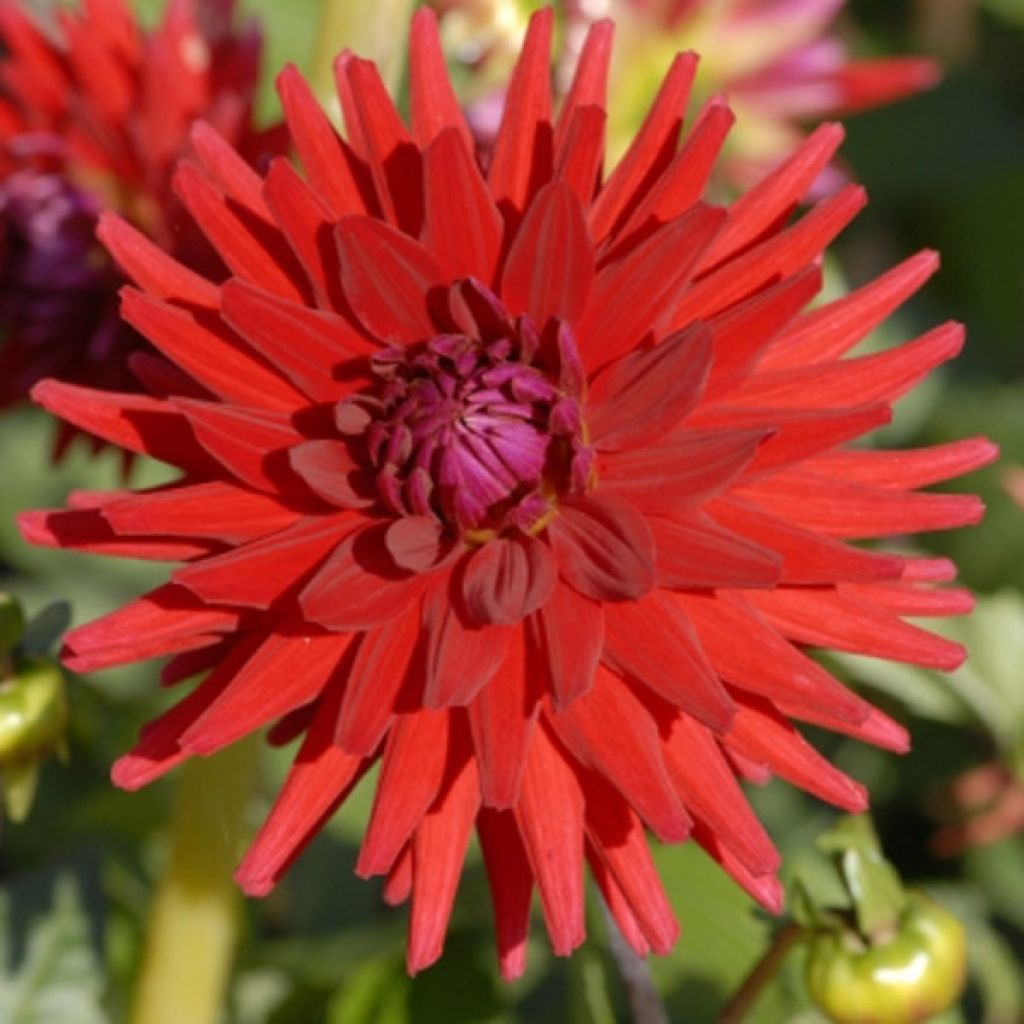 Kaktus-Dahlie Red Majorette